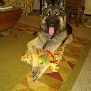 Meet your Posher, Janice